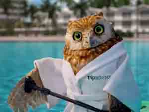 Tripadvisor Owl - screenshot from TV Campaign.  Voiced by Tony Collins Fogarty.  More than 20 TV commercials.